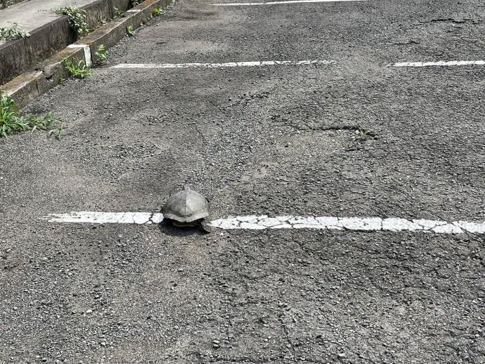 265AC982-9AF8-49F1-B8C0-54A851790557